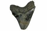 Serrated, Fossil Megalodon Tooth - South Carolina #169207-2
